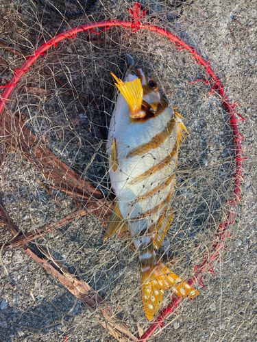 タカノハの釣果