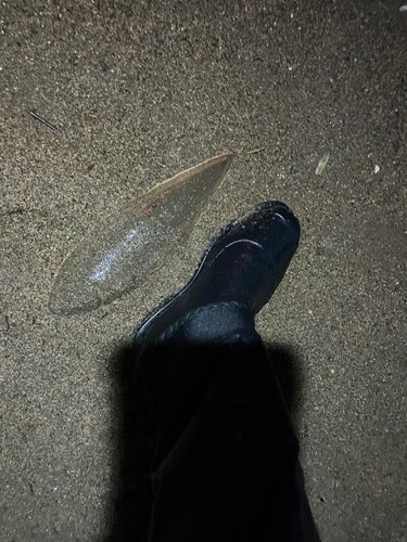 シタビラメの釣果