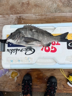 クロダイの釣果
