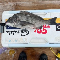 クロダイ