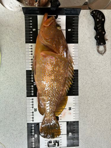 アコウの釣果