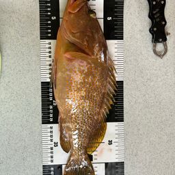 アコウ