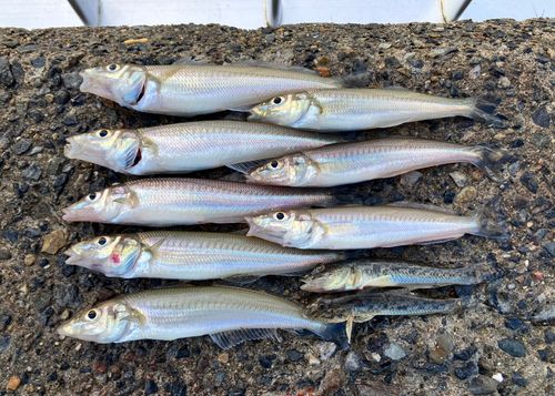 シロギスの釣果