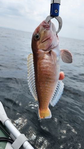 シロアマダイの釣果
