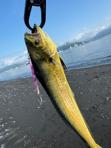 シイラの釣果
