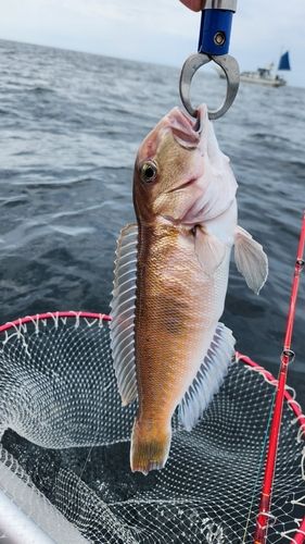 シロアマダイの釣果