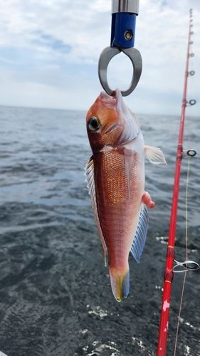 アマダイの釣果