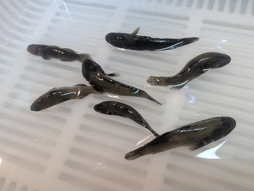 チチブの釣果