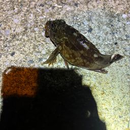 カサゴ