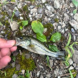 ラージマウスバス