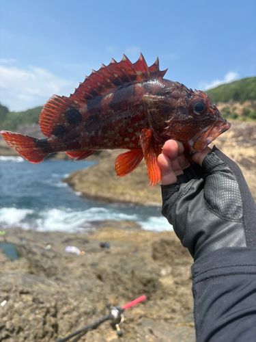 ガシラの釣果