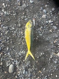 シイラの釣果