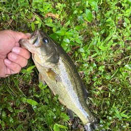 ラージマウスバス