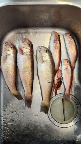 アマダイの釣果