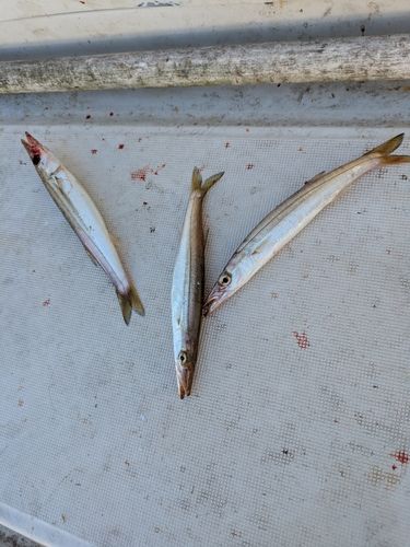 カマスの釣果