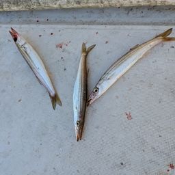 カマス