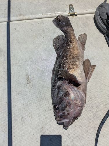 クロソイの釣果