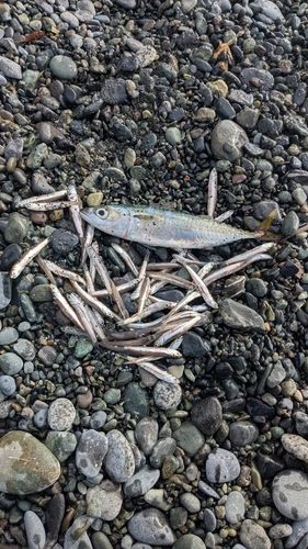 サバの釣果