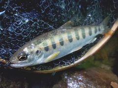 アマゴの釣果
