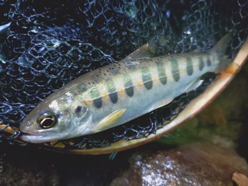 アマゴの釣果