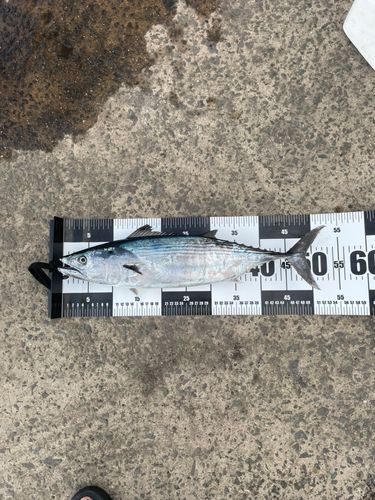 ハガツオの釣果