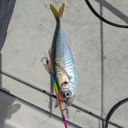 アジ