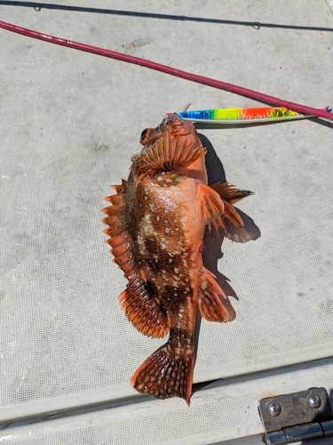 ウッカリカサゴの釣果