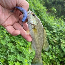 スモールマウスバス