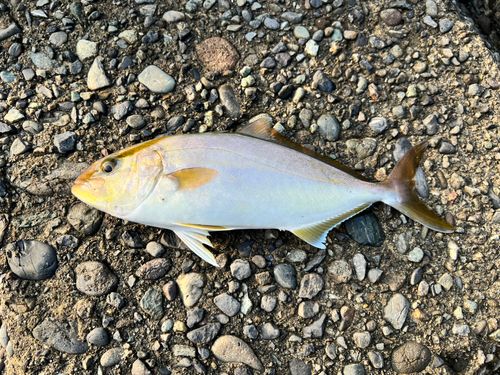 ショゴの釣果