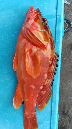 アカハタの釣果