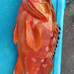 アカハタ