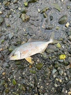 ショゴの釣果