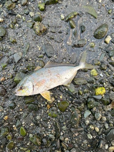ショゴの釣果