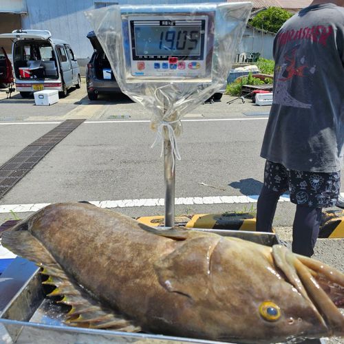 クエの釣果