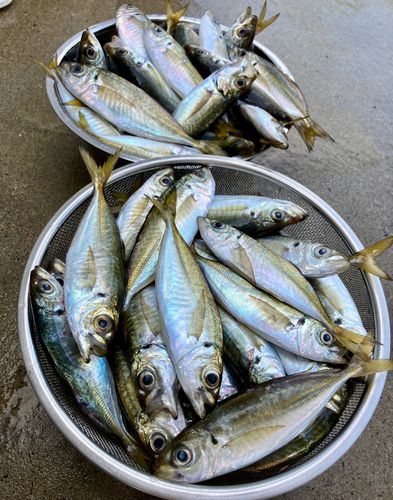 アジの釣果