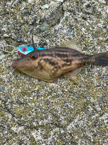 ウマヅラハギの釣果