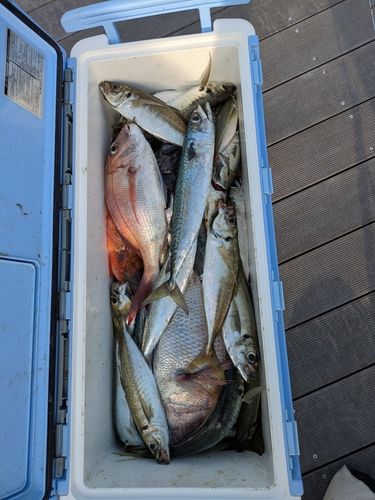 サバの釣果