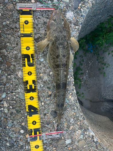 マゴチの釣果