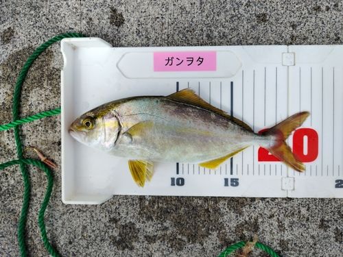 ショゴの釣果