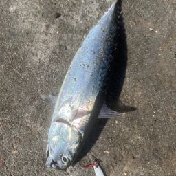 ソウダガツオ