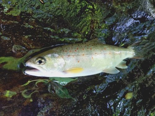 アマゴの釣果