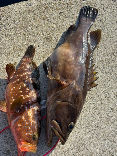 クエの釣果