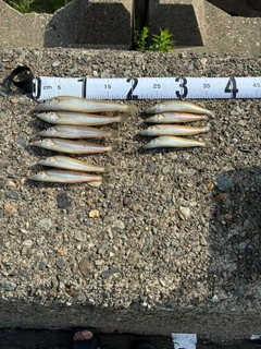 シロギスの釣果