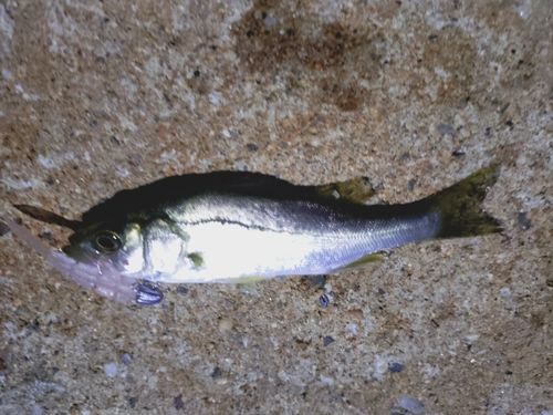 セイゴ（マルスズキ）の釣果