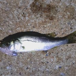 セイゴ（マルスズキ）