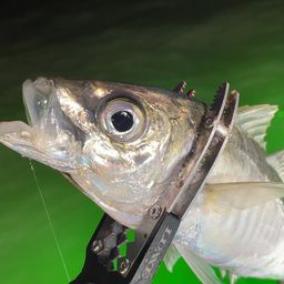 アジ