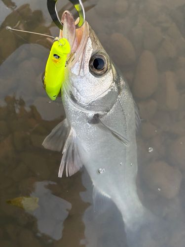 ヒラスズキの釣果
