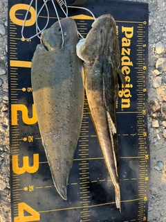 マゴチの釣果