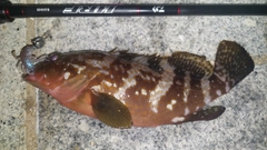 キジハタの釣果