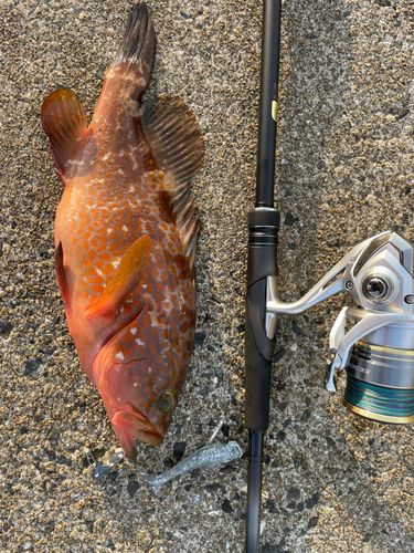アコウの釣果